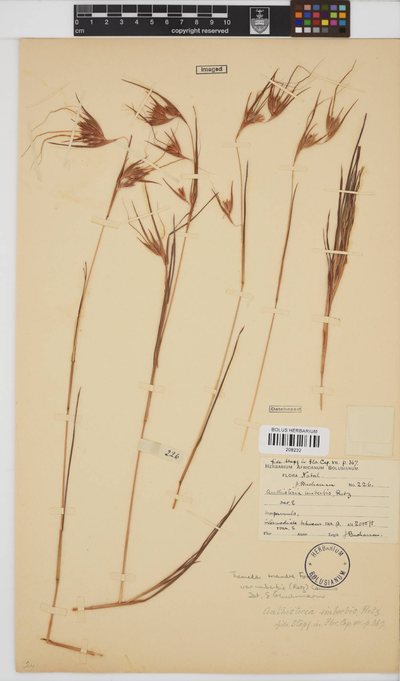 Themeda triandra image