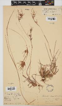 Themeda triandra image