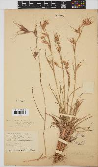 Themeda triandra image