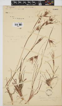 Themeda triandra image