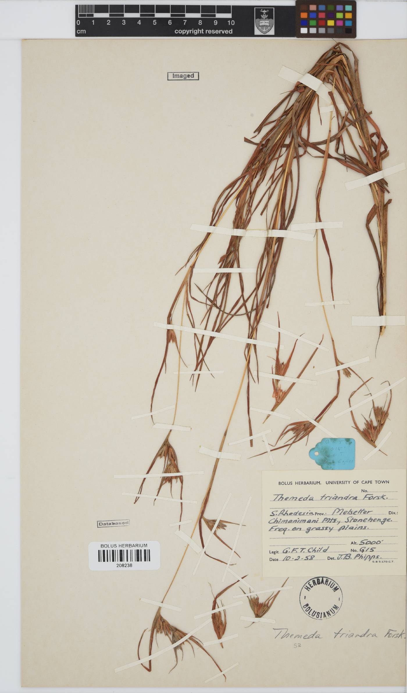 Themeda triandra image