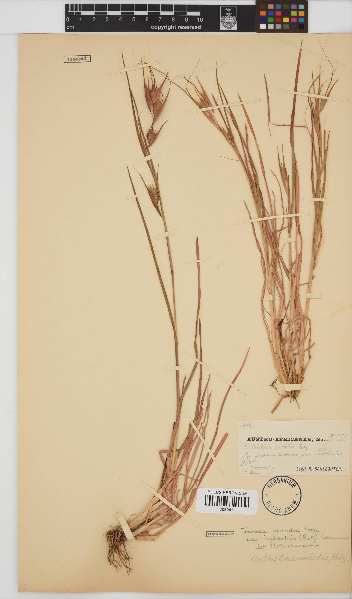 Themeda triandra image