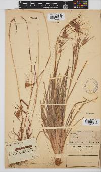 Themeda triandra image