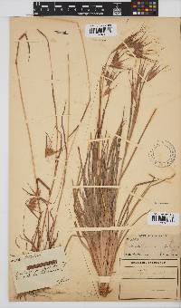 Themeda triandra image