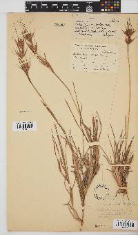 Themeda triandra image