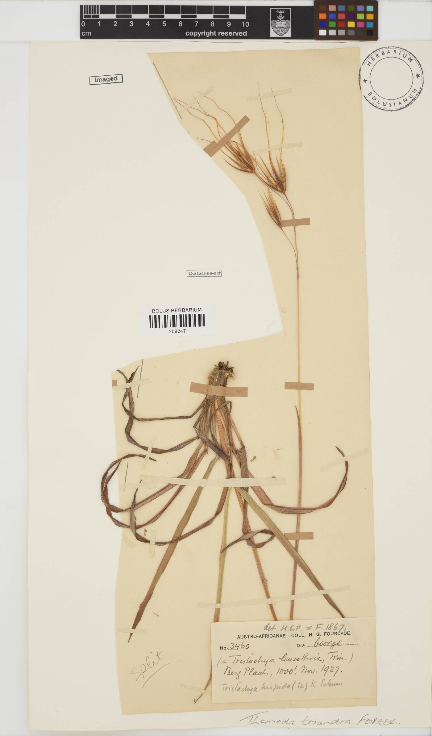 Themeda triandra image