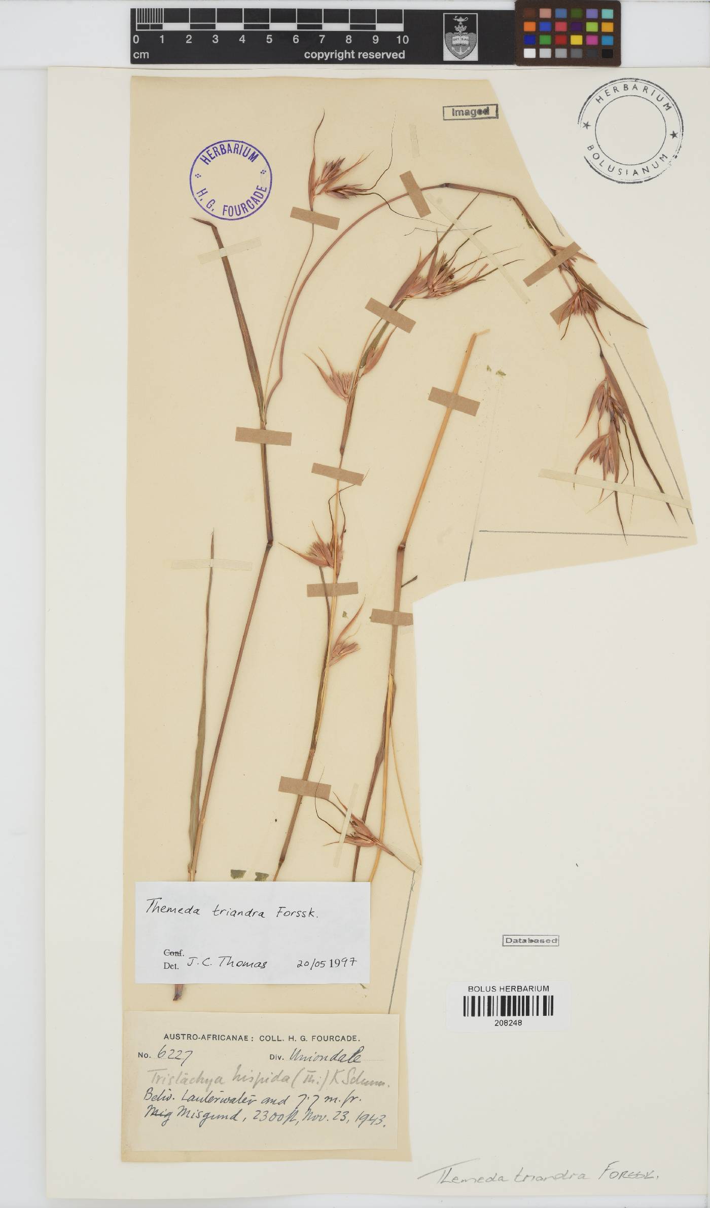Themeda triandra image