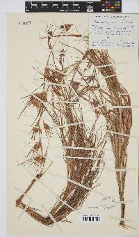 Themeda triandra image