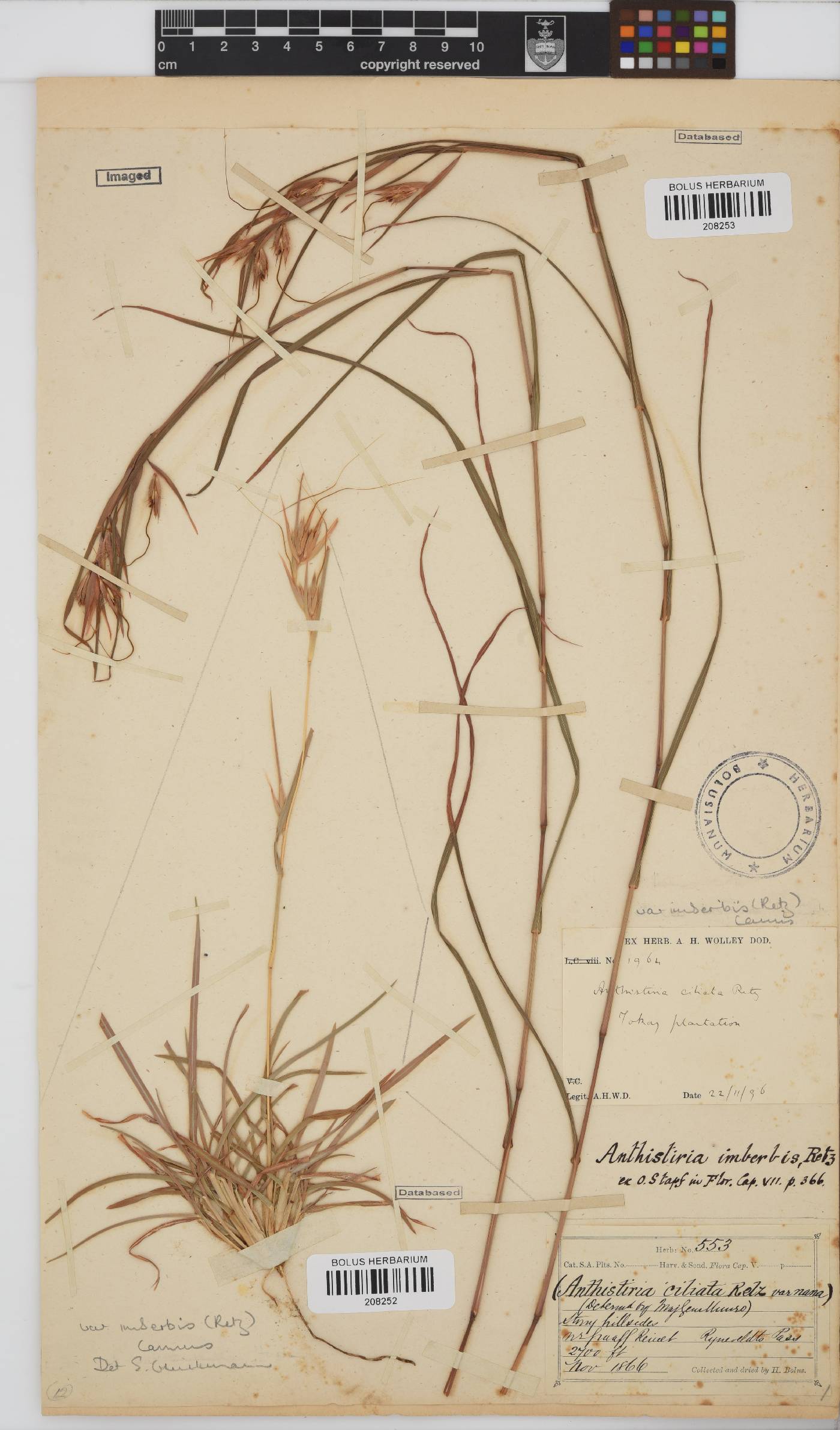 Themeda triandra image