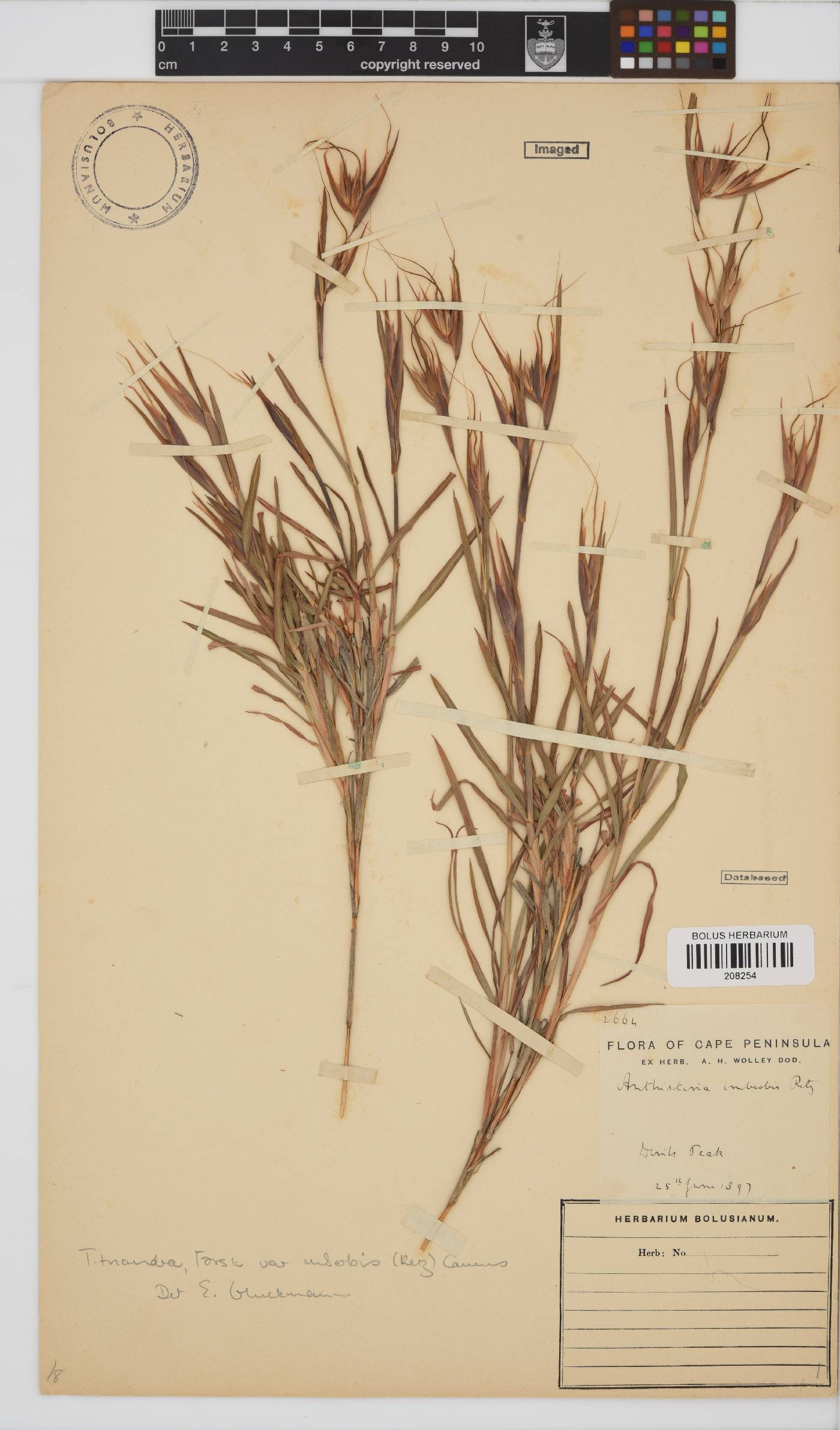 Themeda triandra image
