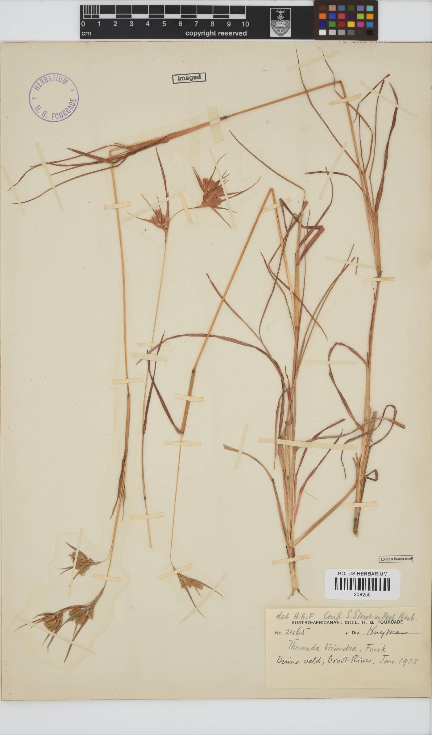 Themeda image