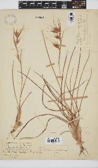 Themeda triandra image