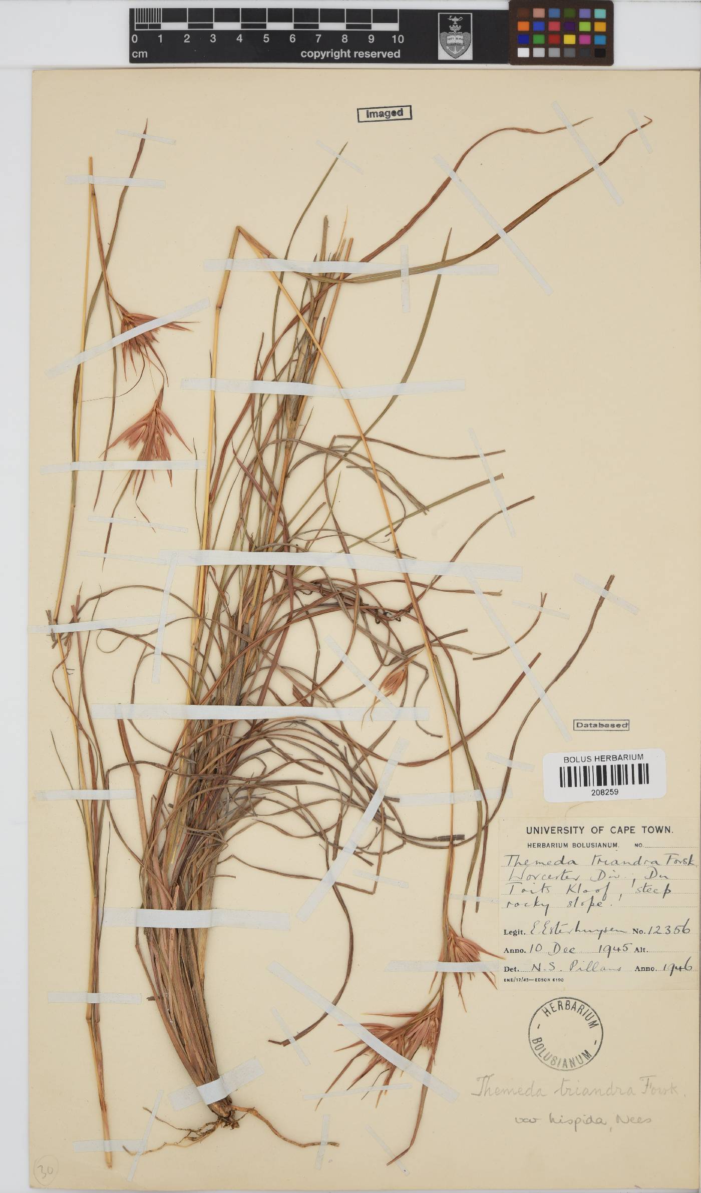 Themeda triandra image