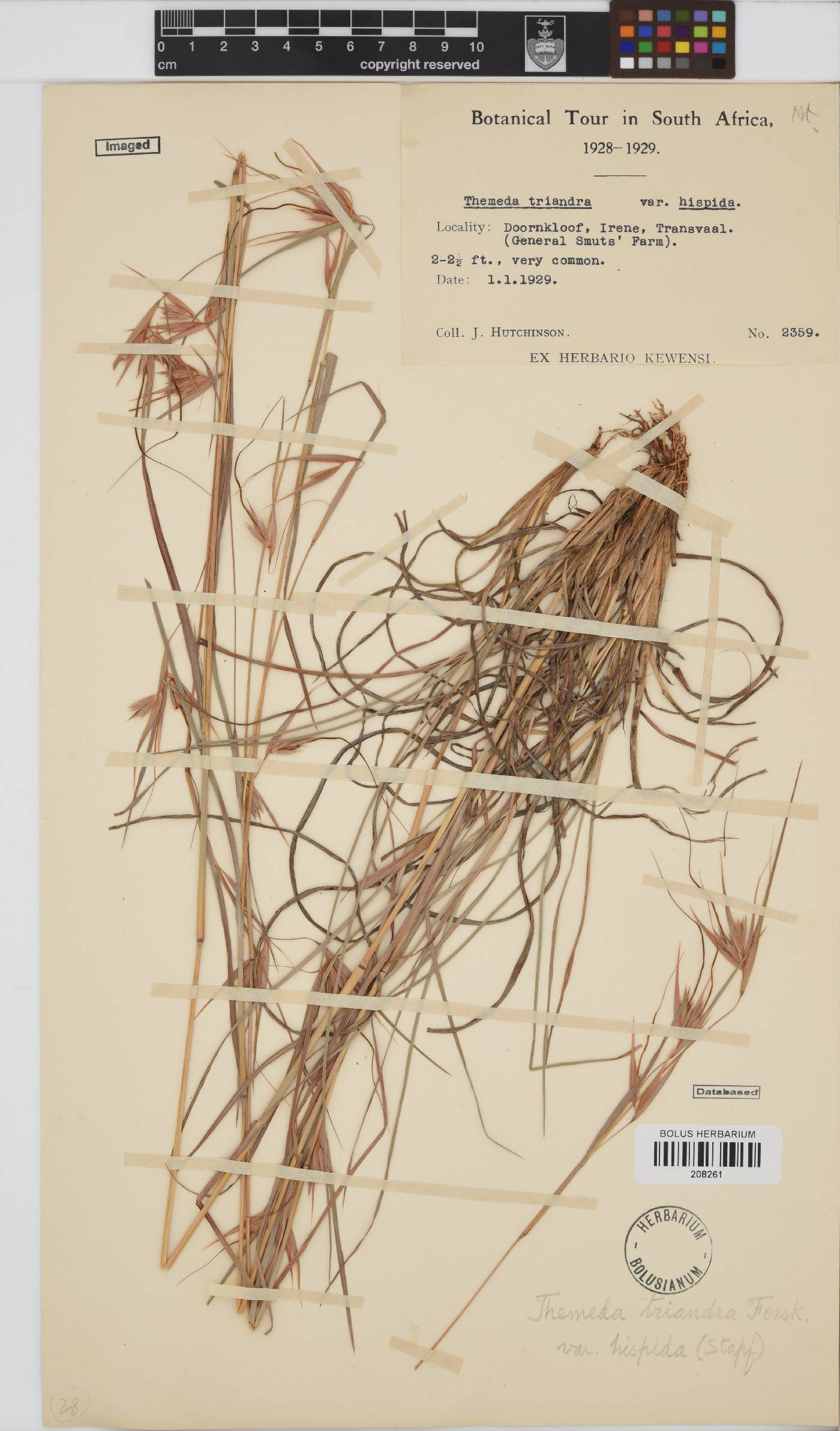 Themeda triandra image