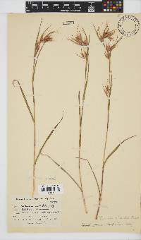 Themeda triandra image