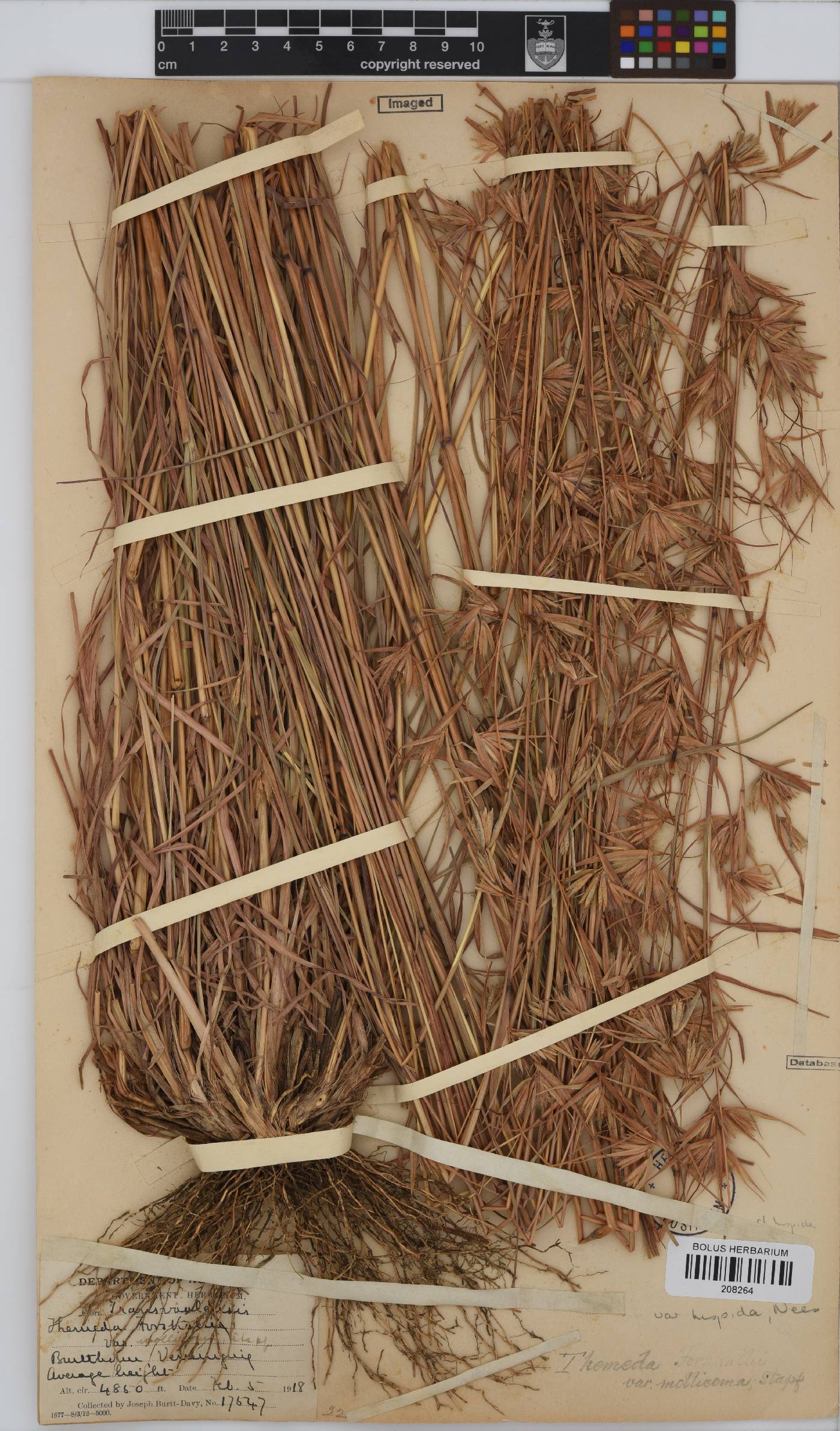 Themeda triandra image