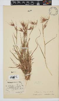 Themeda triandra image