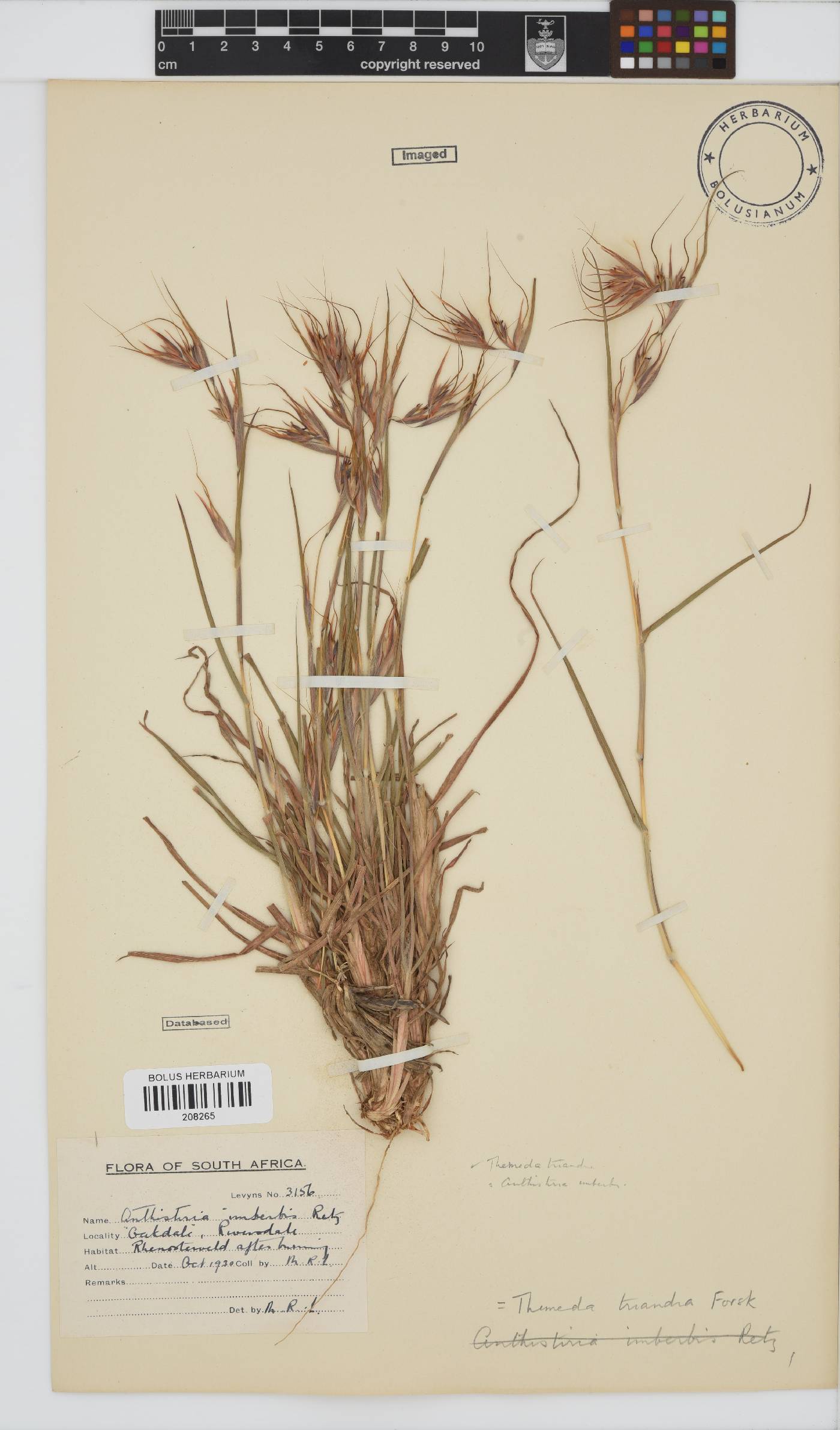 Themeda image