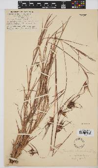 Themeda triandra image