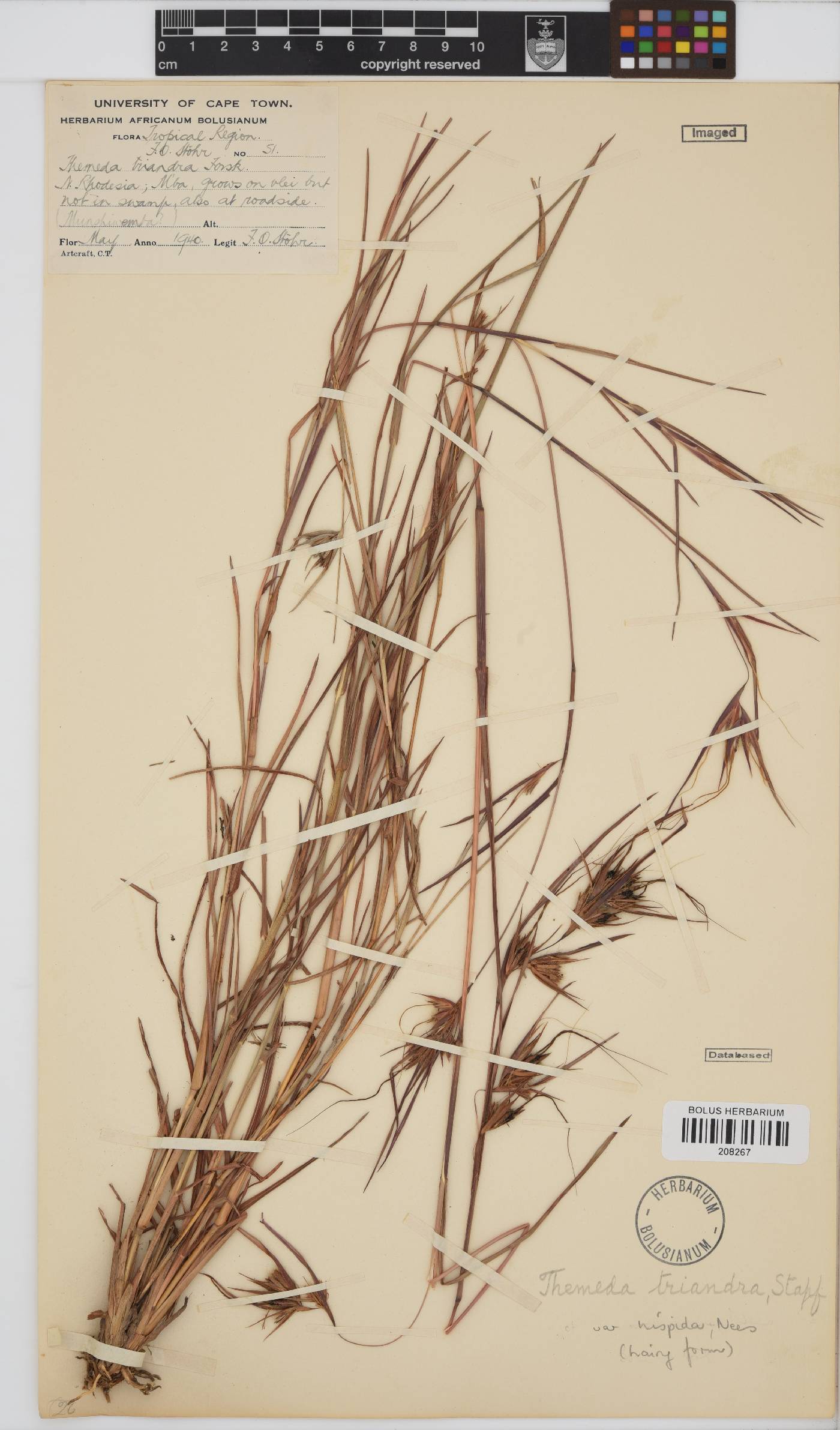 Themeda triandra image