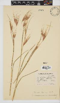 Themeda triandra image