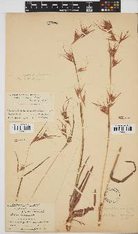 Themeda triandra image