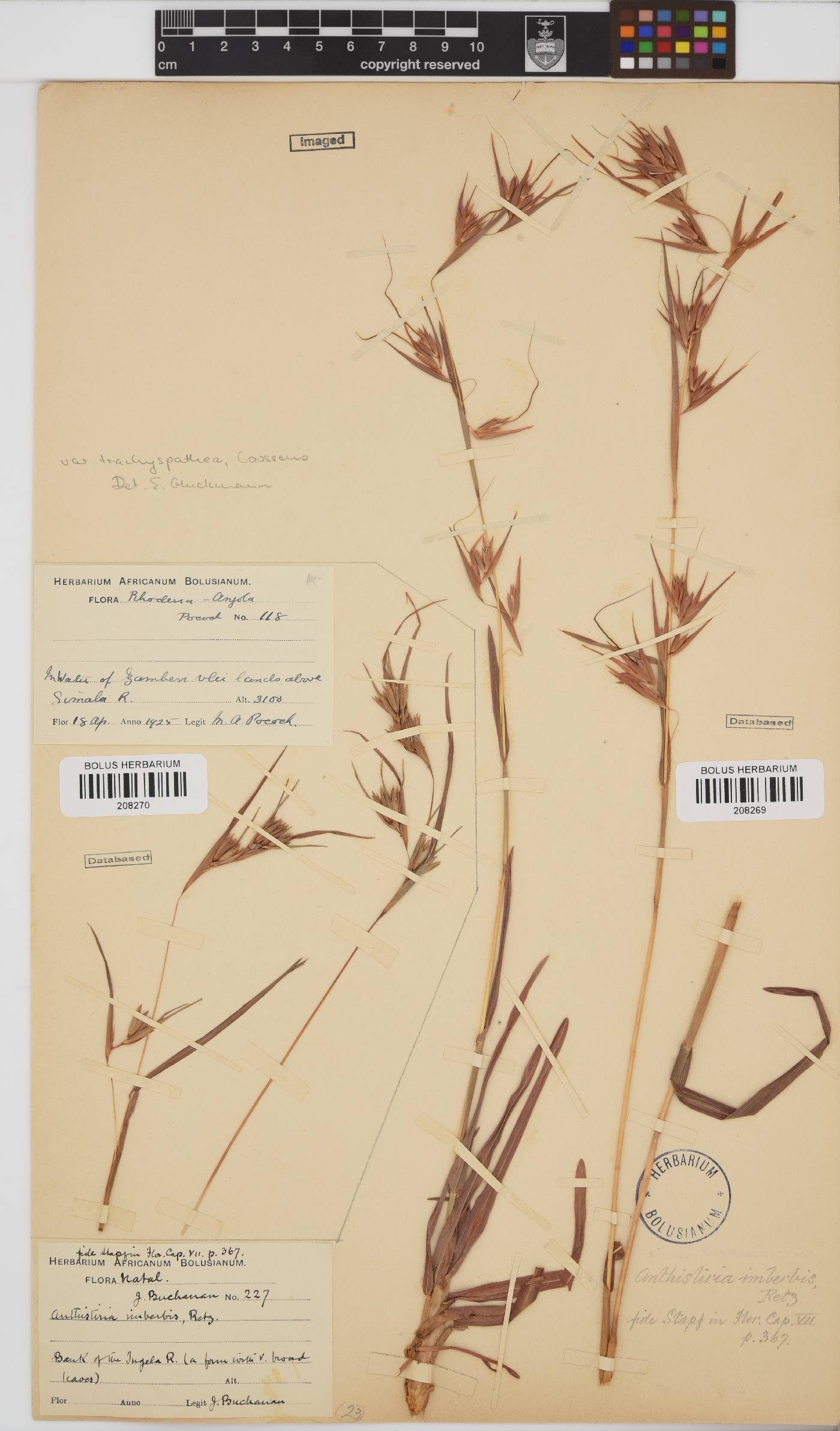 Themeda image