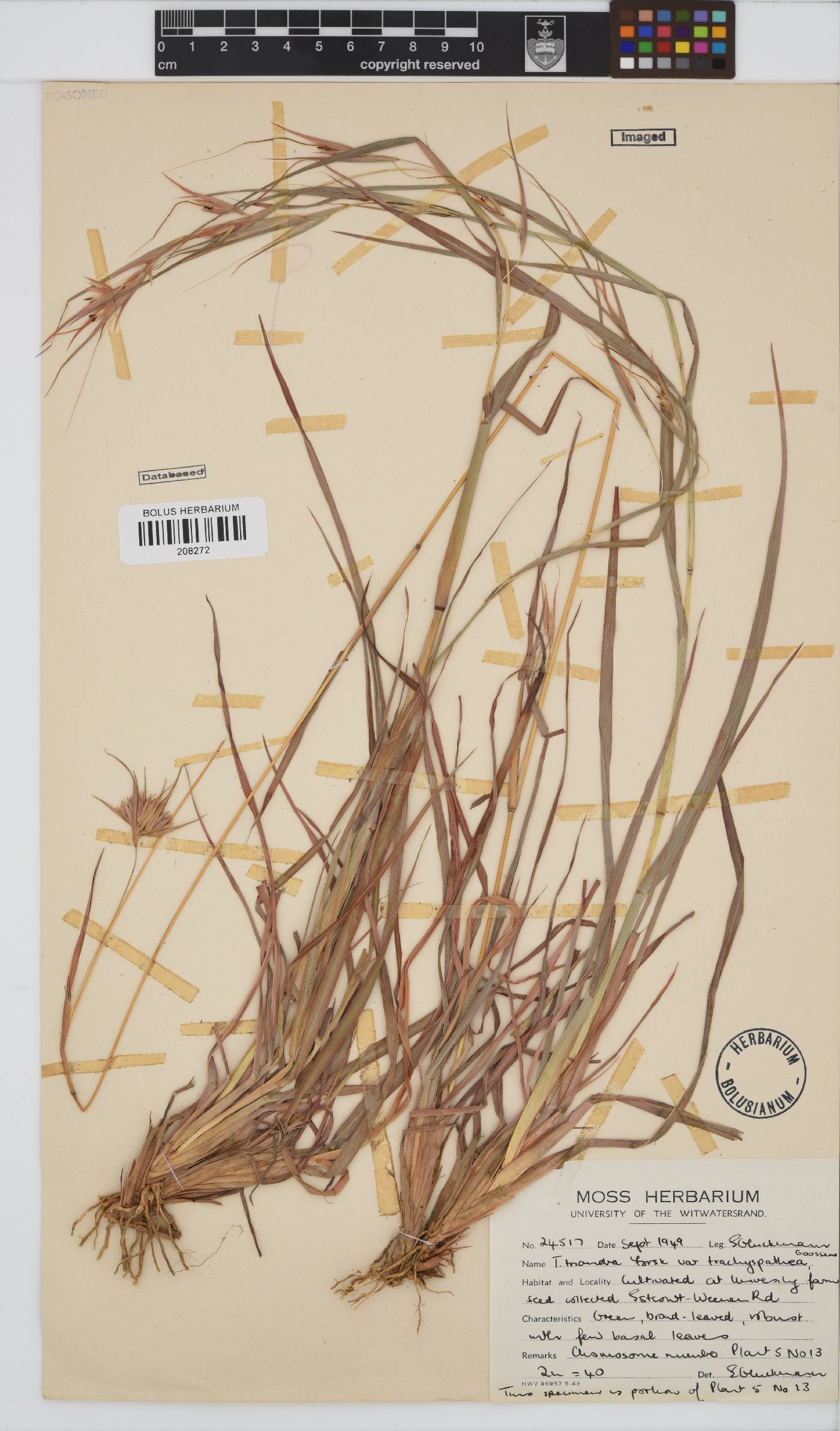 Themeda triandra image