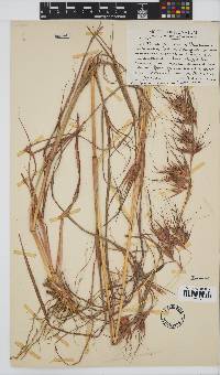 Themeda triandra image