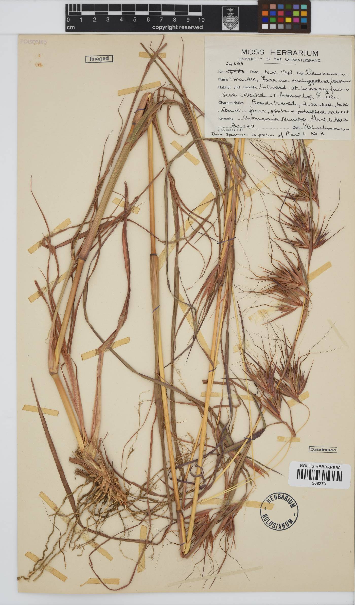 Themeda triandra image