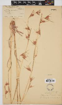 Themeda triandra image