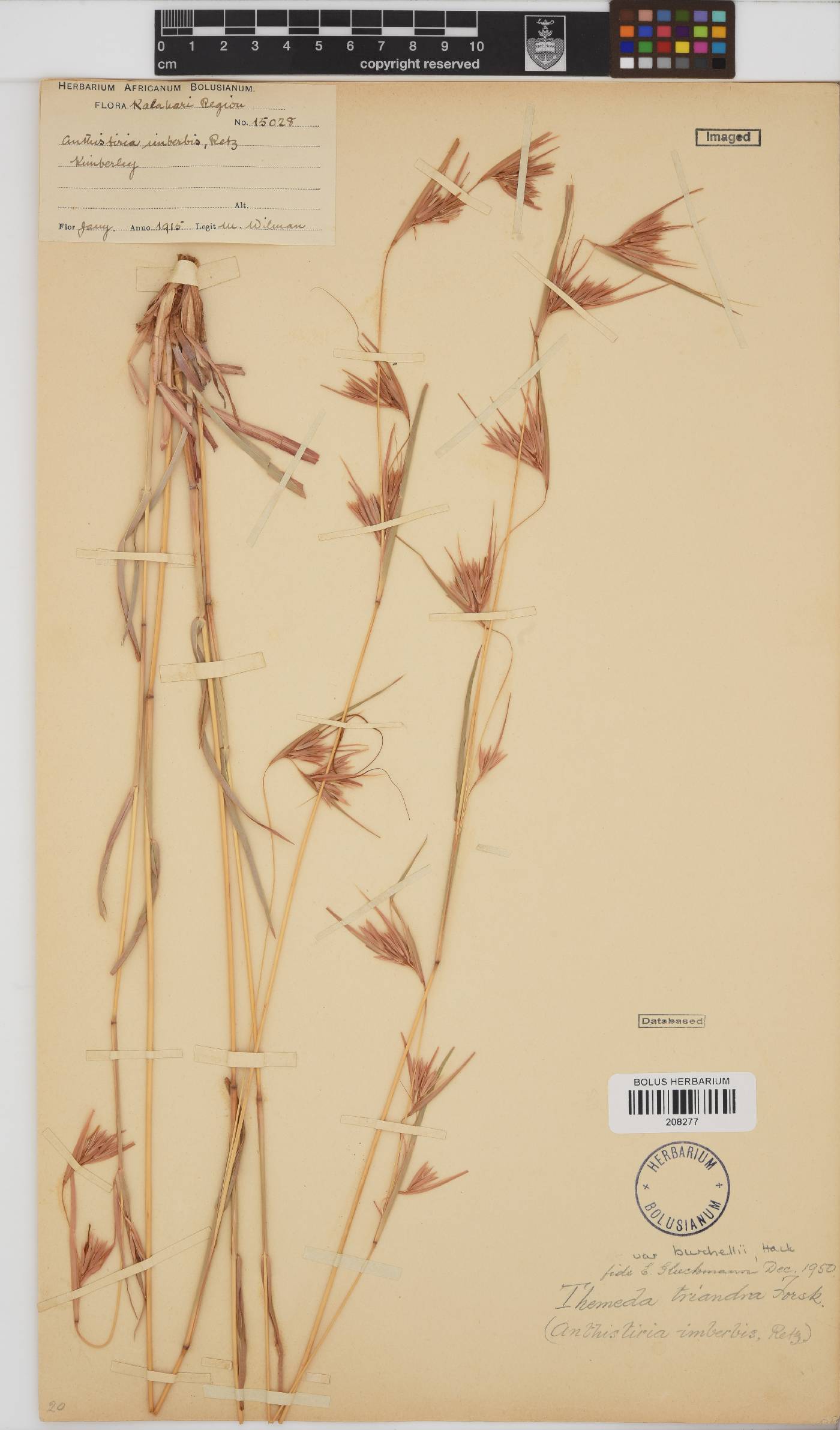 Themeda triandra image