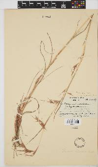 Themeda triandra image