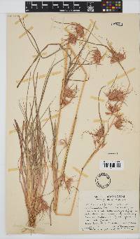 Themeda triandra image