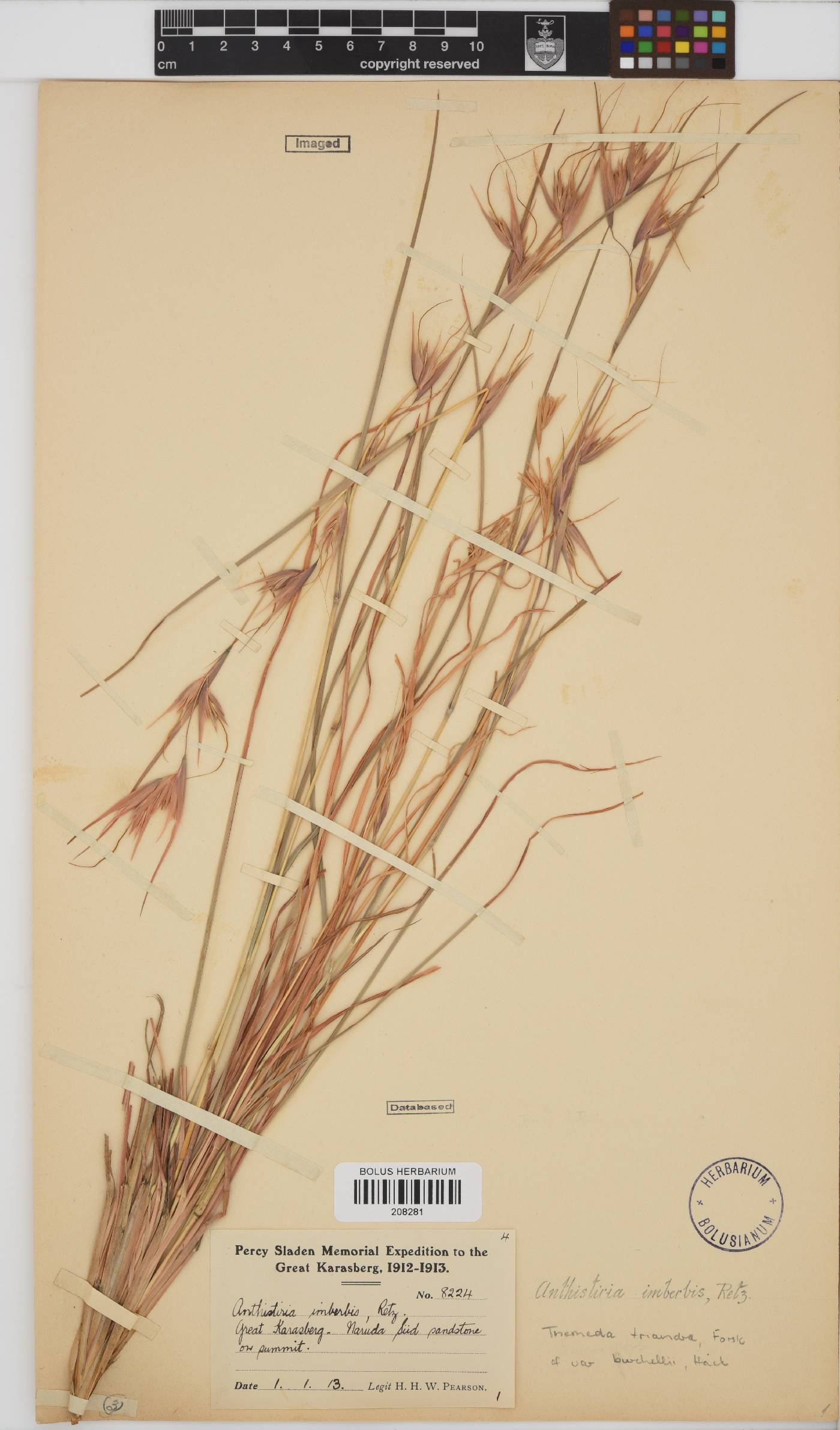 Themeda triandra image