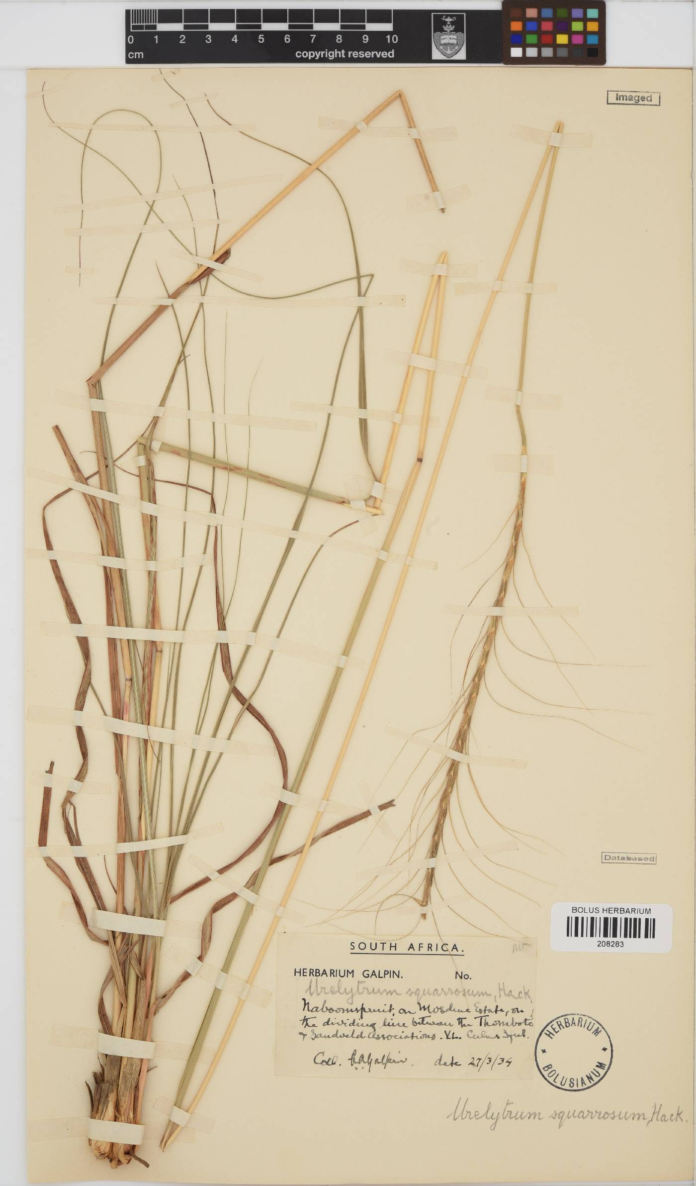 Urelytrum agropyroides image