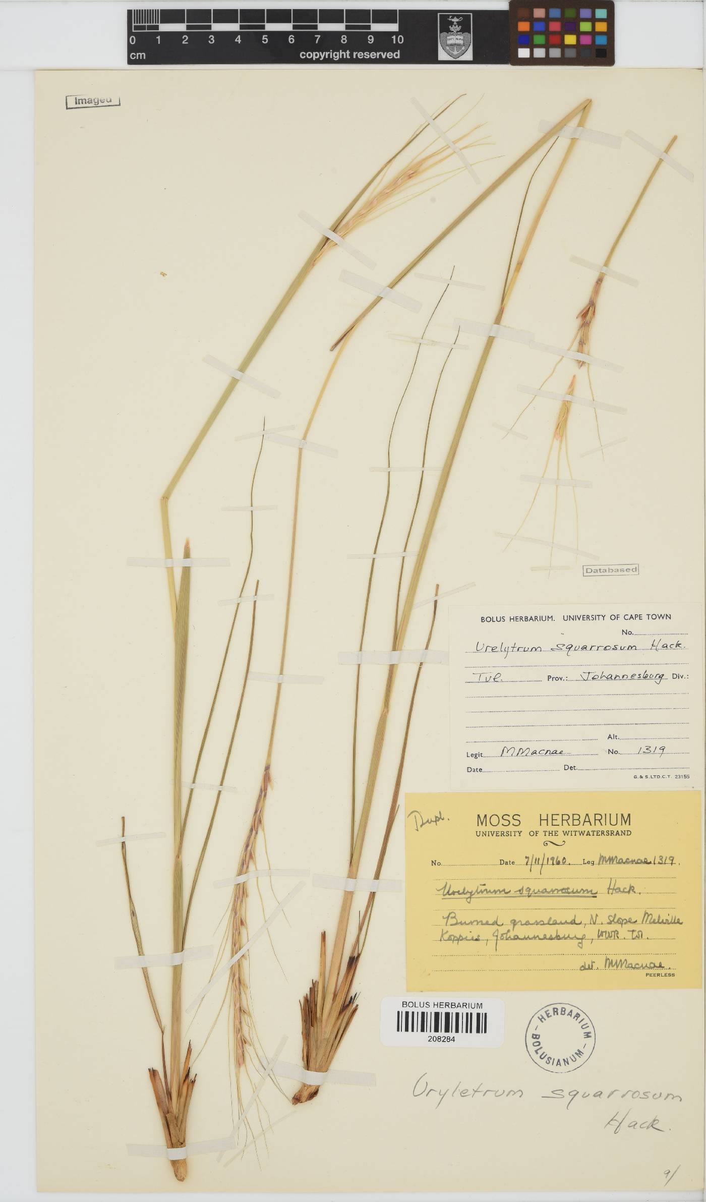 Urelytrum agropyroides image