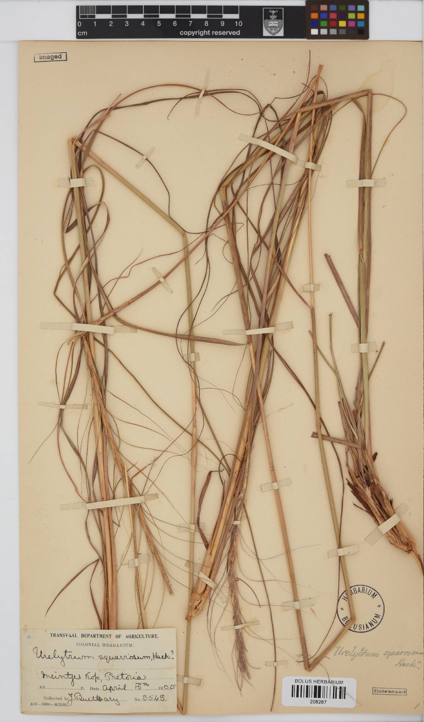 Urelytrum agropyroides image