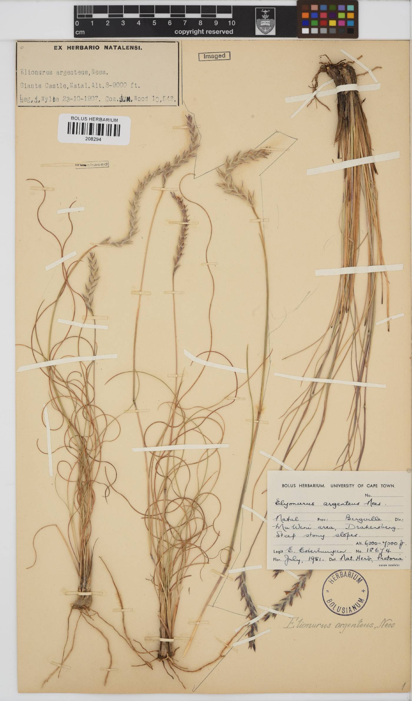 Elionurus muticus image