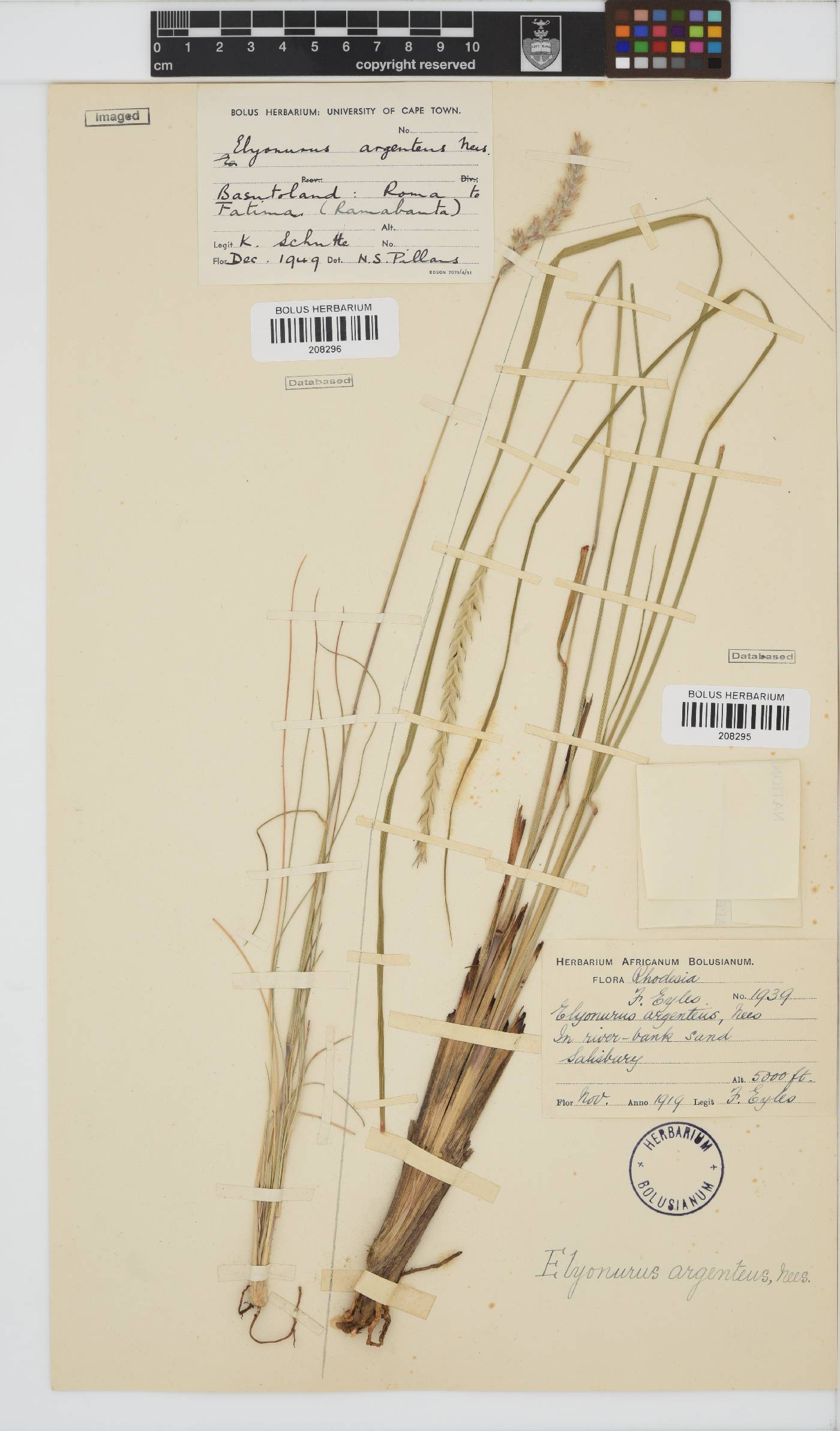 Elionurus muticus image