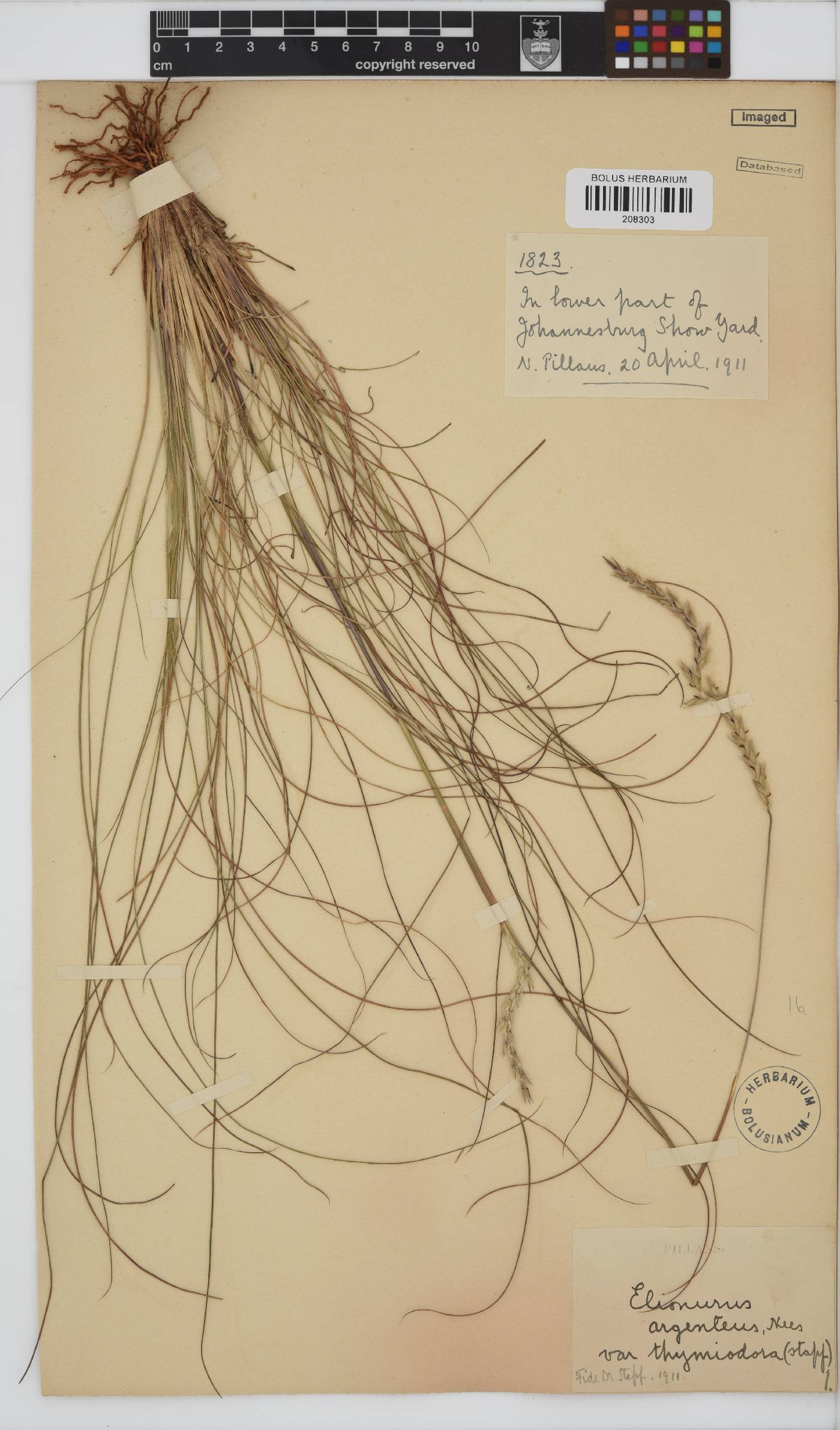 Elionurus muticus image