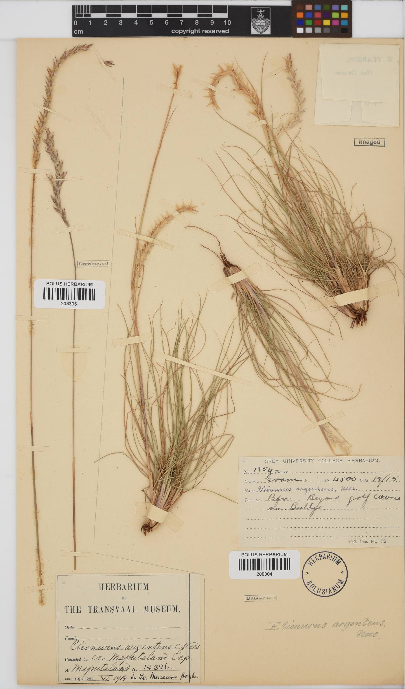 Elionurus muticus image