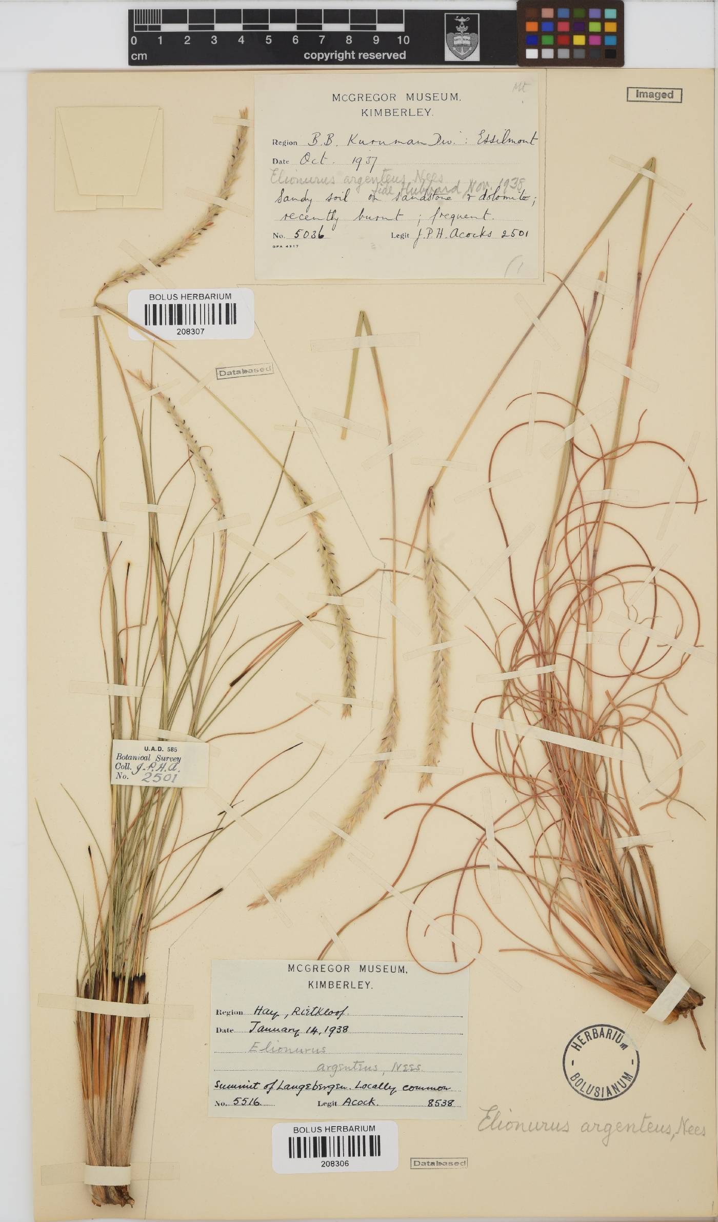 Elionurus muticus image