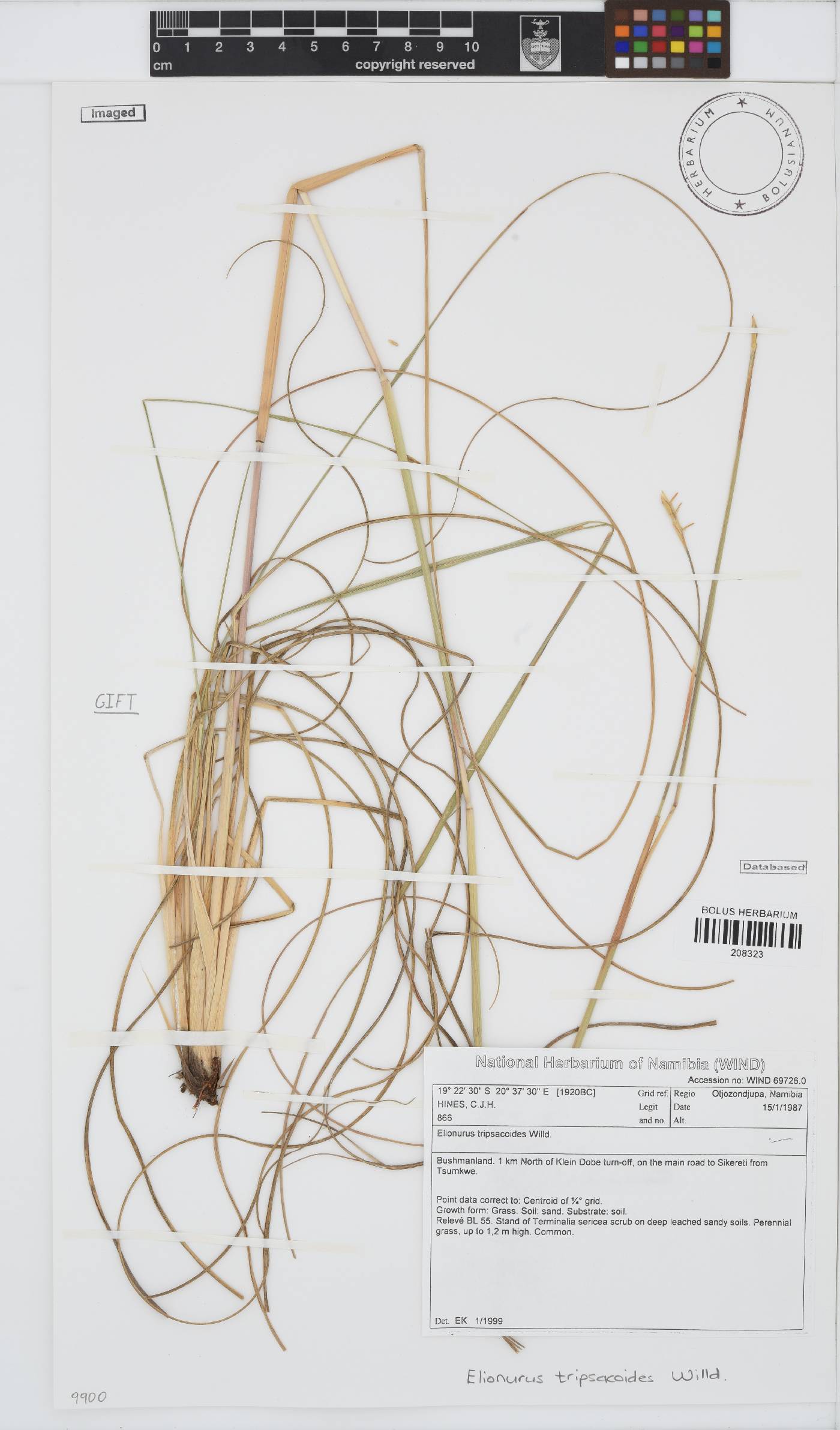 Elionurus tripsacoides image