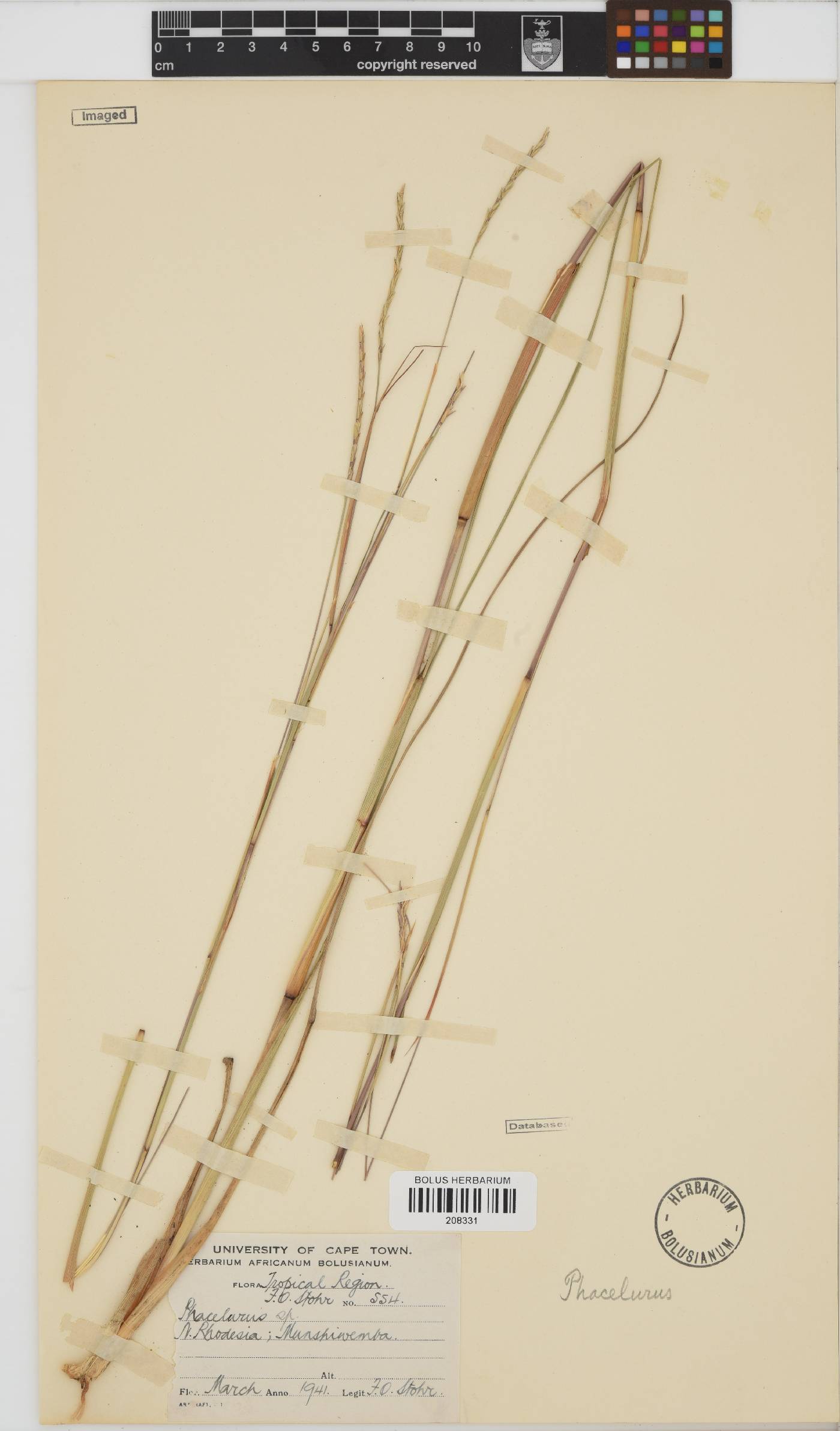 Phacelurus image