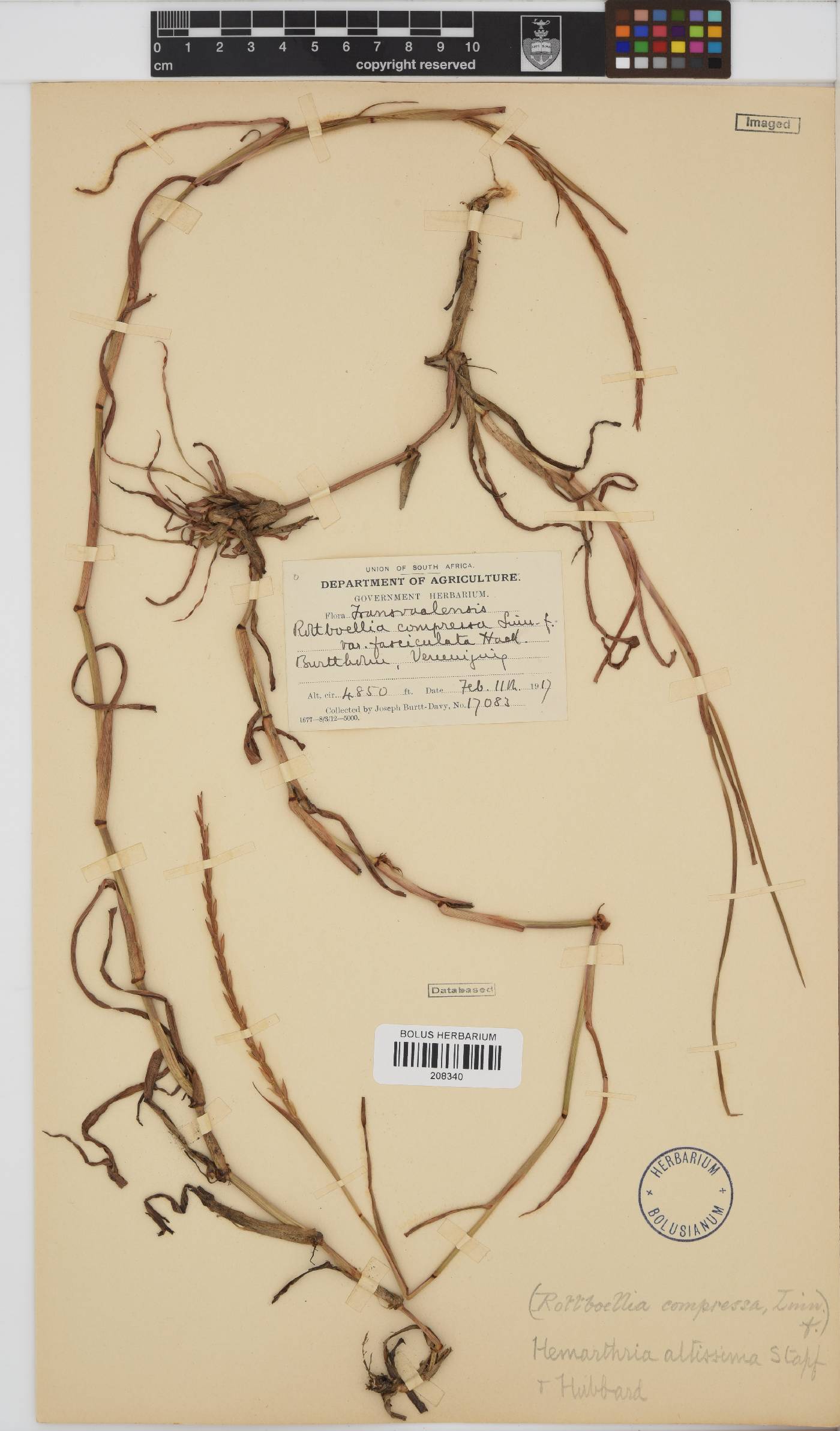 Hemarthria altissima image