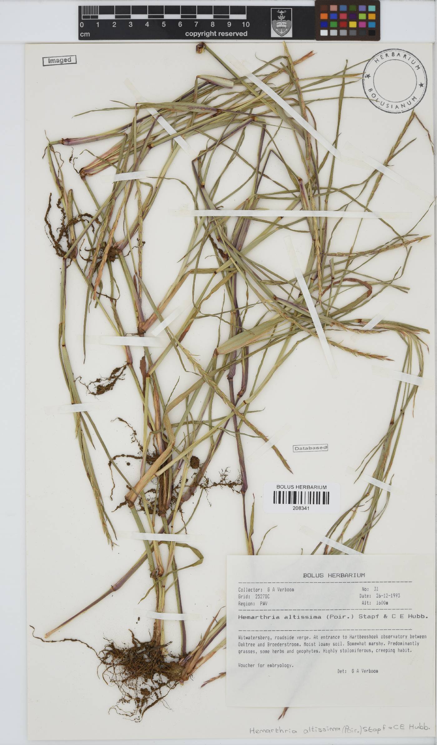 Hemarthria altissima image