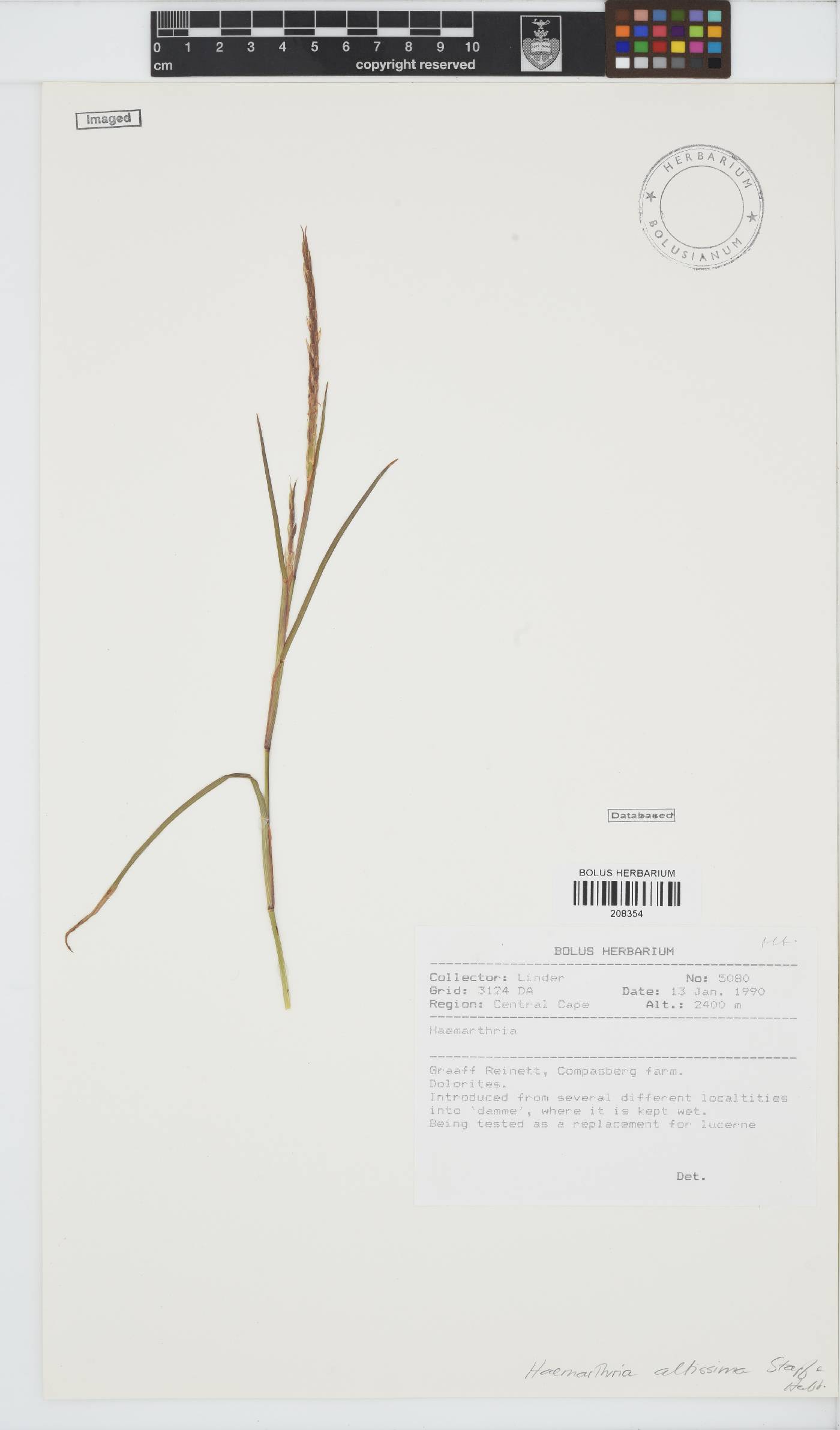 Hemarthria altissima image