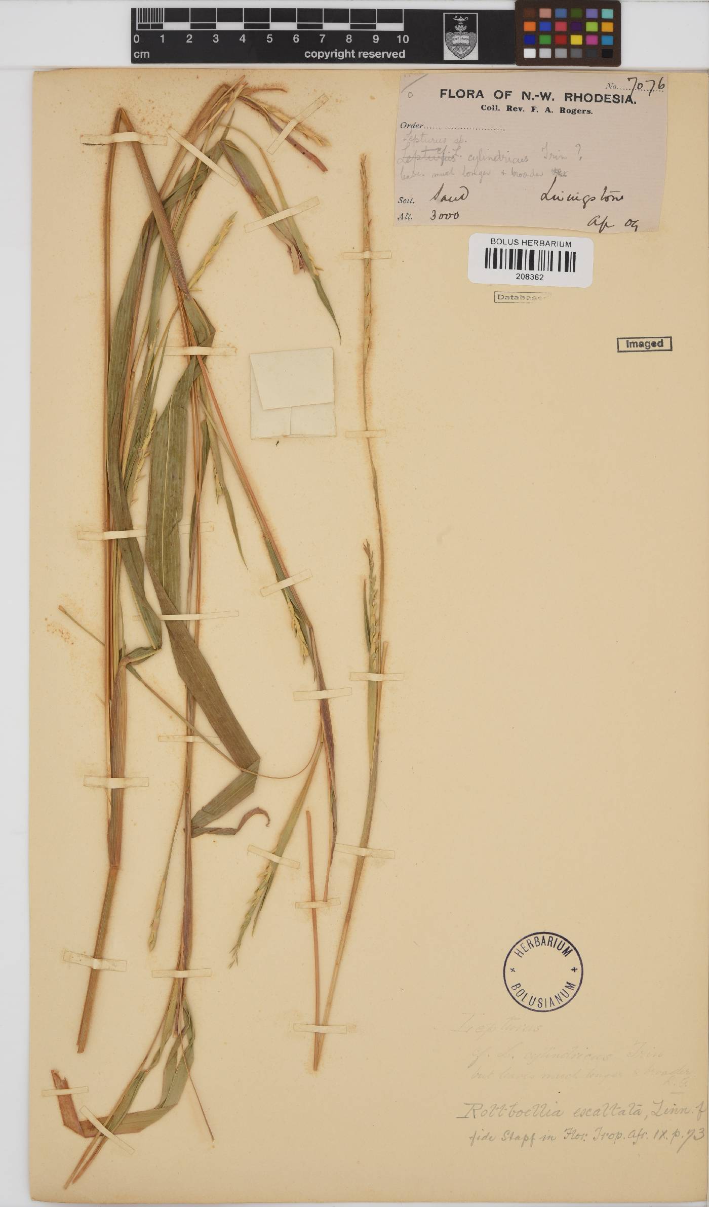 Rottboellia cochinchinensis image