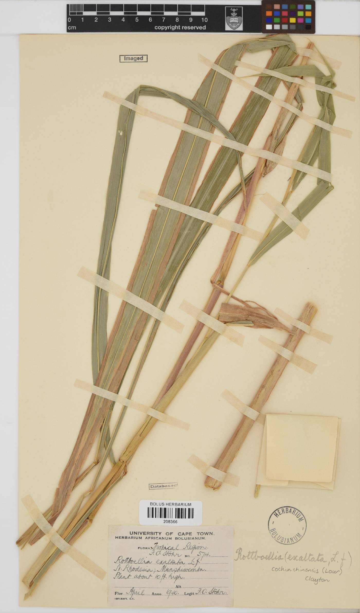 Rottboellia cochinchinensis image
